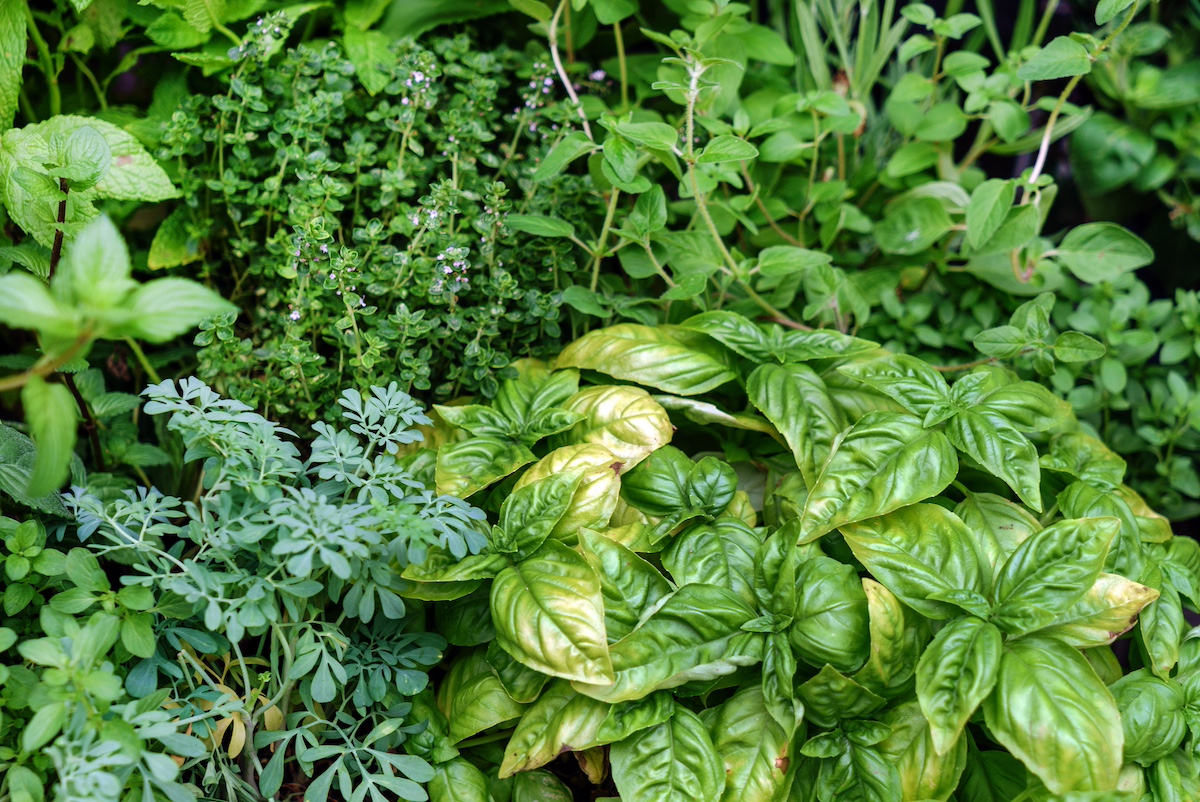 Natural Pain Relievers from your Garden